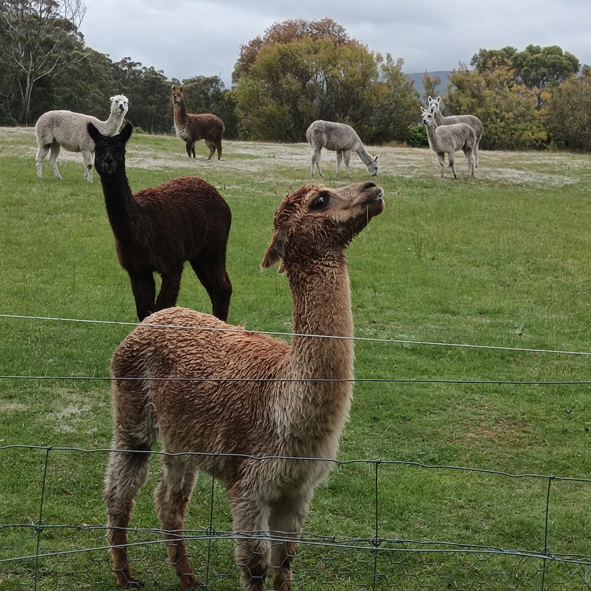 Adding to the&nbsp;Clan