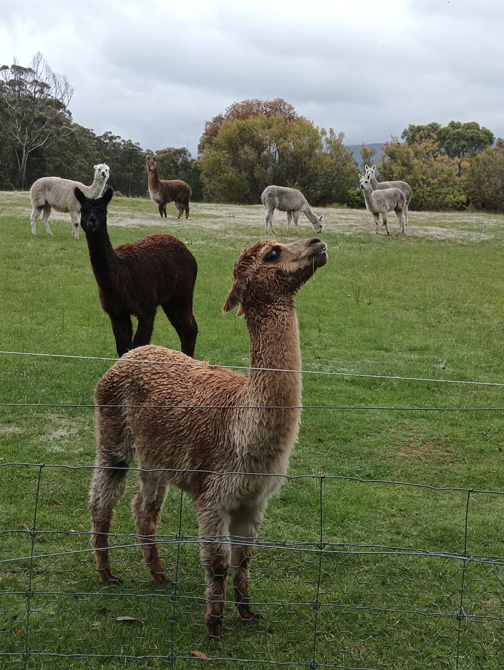 Adding to the&nbsp;Clan